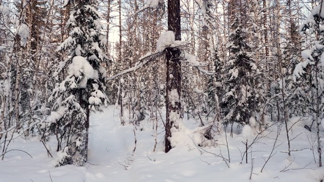 雪林冬季风景优美。树枝上覆盖着蓬松的雪。4 k视频素材