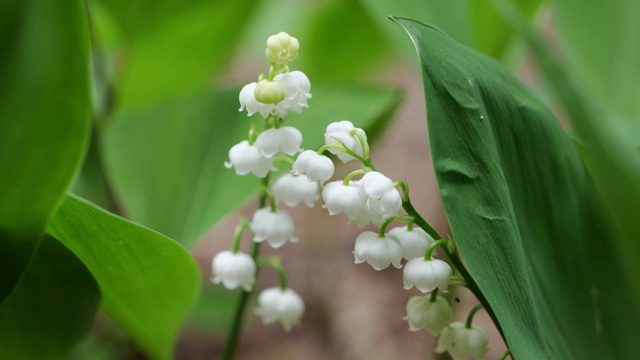 百合谷白花视频素材