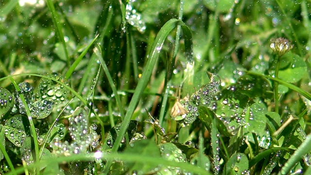 清新的晨雨落在草地上视频素材