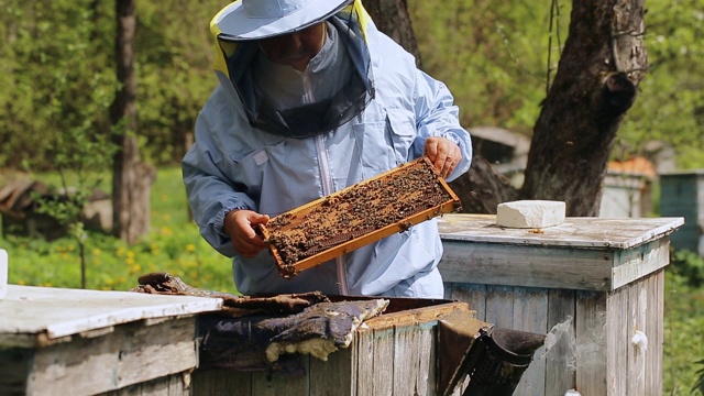 养蜂人在养蜂场。养蜂人在养蜂场里处理蜜蜂和蜂箱。养蜂人从蜂箱中取出带蜜蜂的框架，拿在手里。视频素材