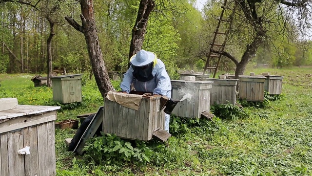 养蜂人在养蜂场。养蜂人在养蜂场里处理蜜蜂和蜂箱。养蜂人从蜂箱中取出带蜜蜂的框架，拿在手里。视频素材