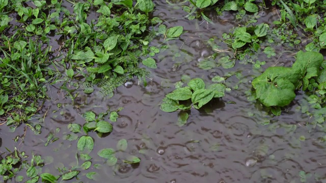 春天下起了大雨，雨点冒泡地落在地上，地上长满了草，形成水坑。视频素材