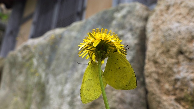 蜜蜂和Eurema hecab(普通草黄色)在蒲公英花/韩国视频素材