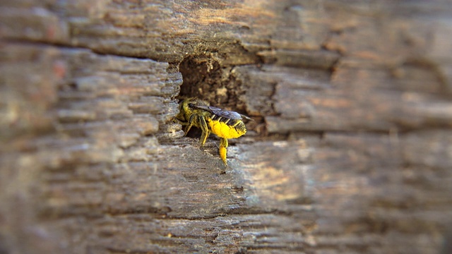 被花粉覆盖的切叶蜂(Megachile remotissima Cockerell)前往孵化室视频素材