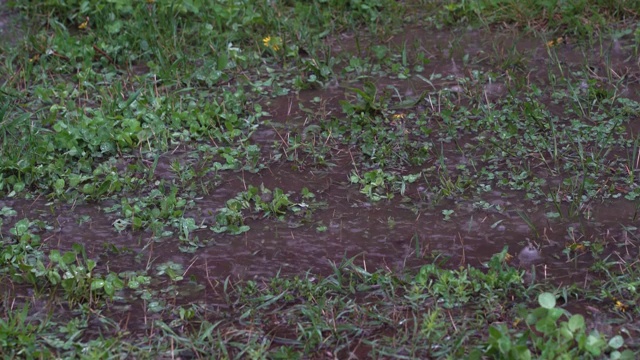 春天下起了大雨，雨点冒泡地落在地上，地上长满了草，形成水坑。视频素材