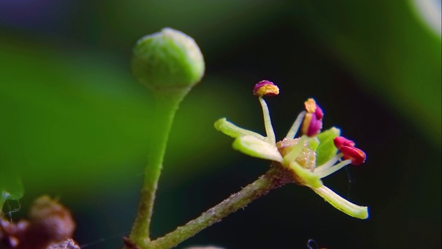 大菱花开放视频素材