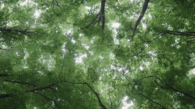 观点。透过树冠仰望天空。在森林中拍摄视频，在森林中登山和徒步旅行，youtube视频博主的个人视角在一个古老的森林。视频素材