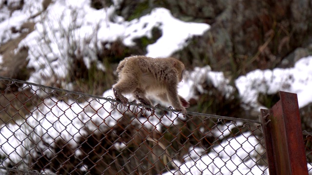 雪猴视频下载