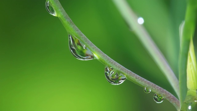 在茎上形成水滴视频素材