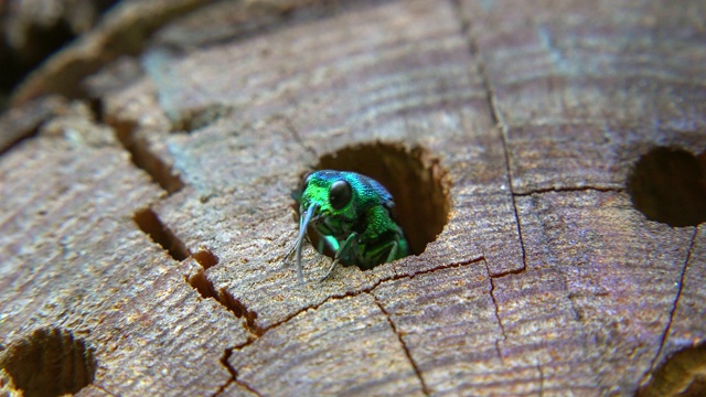 布谷鸟小蜂(chryssididae)寄生孵化在波特蜂(Euodynerus dantici)孵化室视频素材