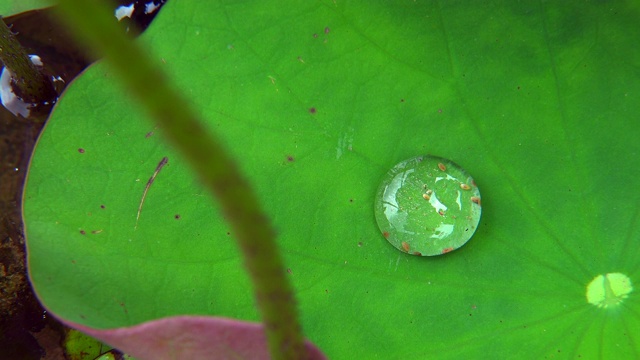 水蚤在荷叶上的水滴中移动视频素材