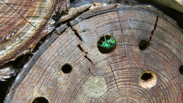 布谷鸟小蜂(chryssididae)寄生孵化在波特蜂(Euodynerus dantici)孵化室视频素材