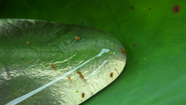 水蚤在荷叶上的水滴中移动视频素材