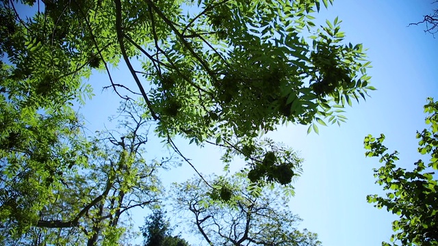 树枝在风中摇摆，太阳耀斑落入镜头视频素材