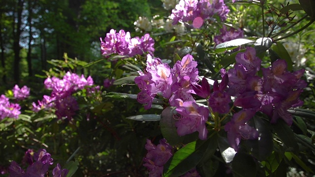 杜鹃花，花园里美丽的花朵视频素材