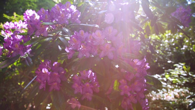 杜鹃花，花园中美丽的花朵，镜头中的太阳耀斑视频素材