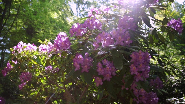 杜鹃花，花园里美丽的花朵视频素材