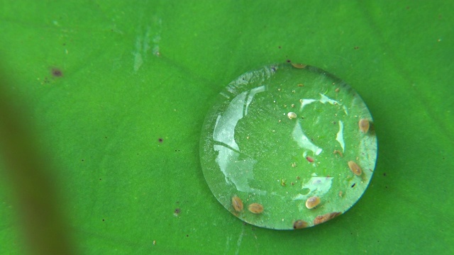 水蚤在荷叶上的水滴中移动视频素材