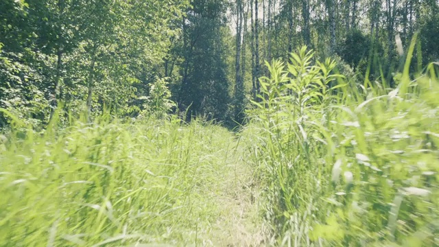 在一个阳光明媚的夏日，沿着小路进入原始森林。在真正的森林里旅行和冒险。草丛中狭窄的小路。视频素材