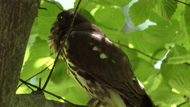 褐鹰鸮(Ninox scululata)视频素材