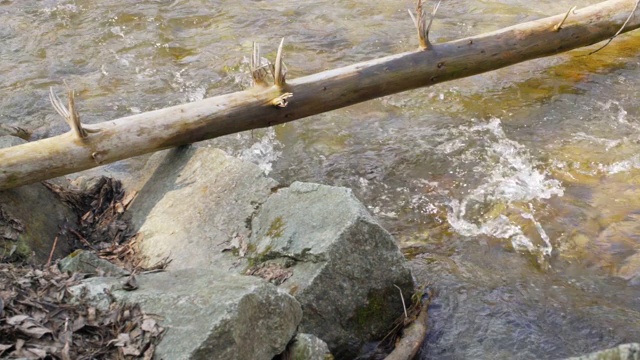 春天的河流在岩石海滩附近的小倒下的树下流动，阳光照在水面上视频素材