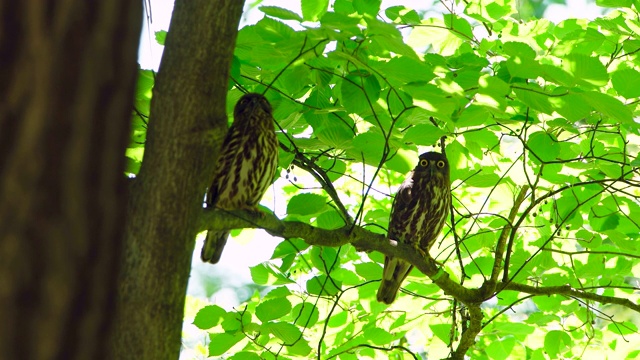 树枝上的一对棕色鹰鸮(Ninox scululata)视频素材