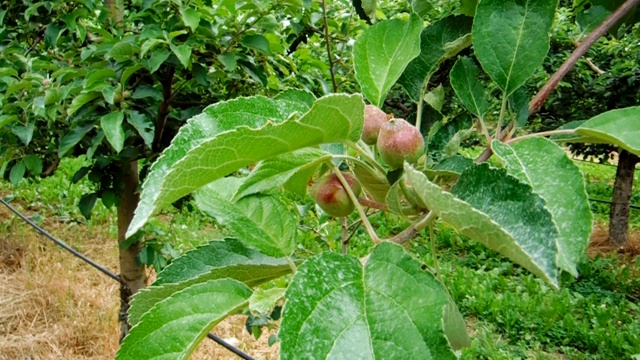 年轻的苹果在树上成熟视频下载