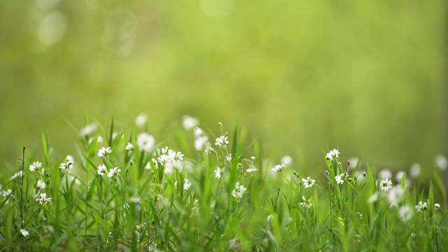 春天的小白花在树林里。绿色背景和文字空间。慢镜头拍摄的白色的花在绿色的草在阳光明媚的一天。春天大自然的概念视频素材