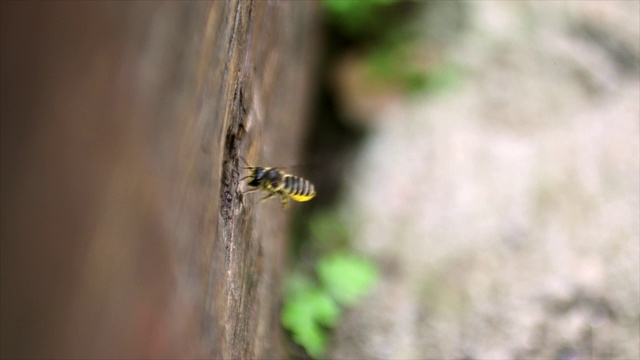 被花粉覆盖的切叶蜂(Megachile remotissima Cockerell)前往孵化室视频素材