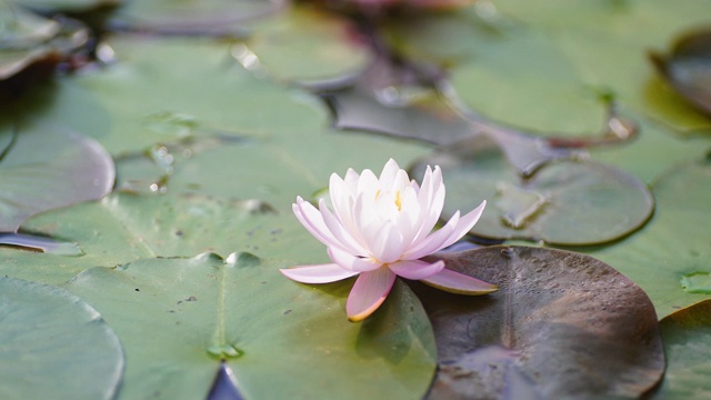 荷花盛开在池塘里视频素材