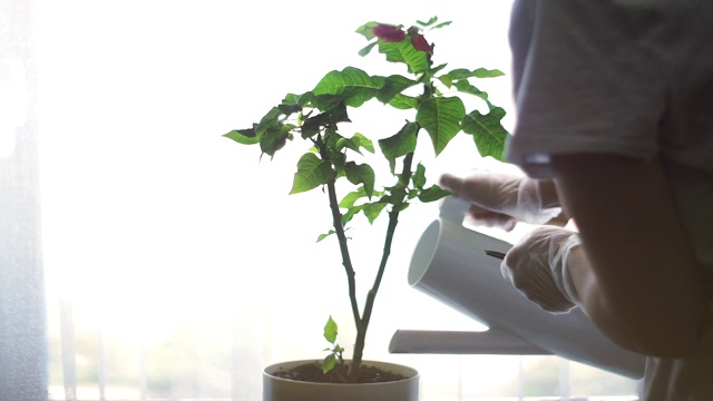 女人浇灌植物视频下载