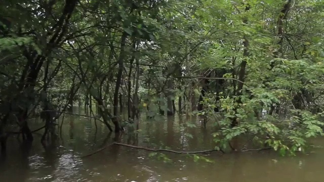 亚马逊湿地的跟踪拍摄(igarape和Igapo)视频素材