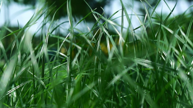 近处绿草动。视频素材