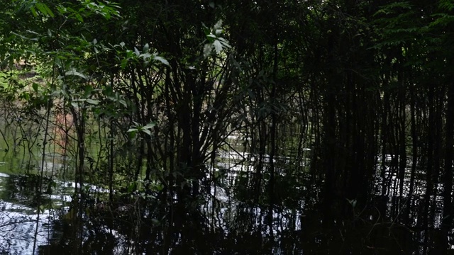 亚马逊湿地的跟踪拍摄(igarape和Igapo)视频素材