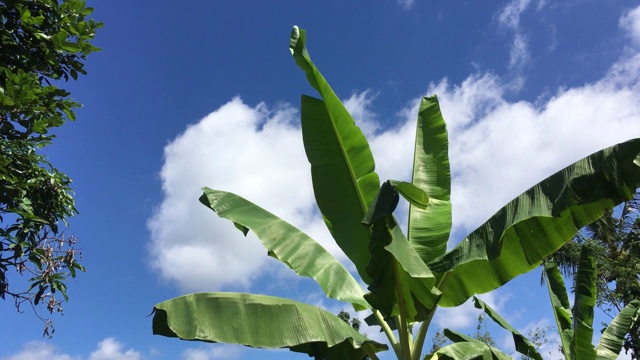 挥舞的芭蕉叶与天空的背景视频素材