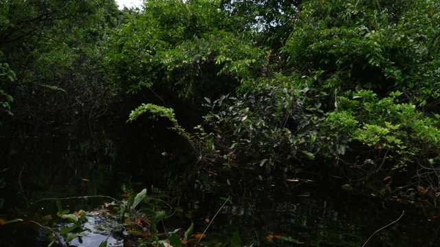 亚马逊湿地的跟踪拍摄(igarape和Igapo)视频素材