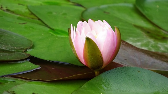 荷花盛开在池塘里视频素材