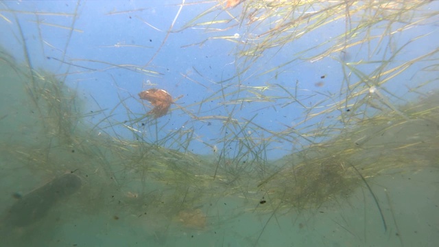 水下景观垃圾漂浮在被污染的水面上视频素材