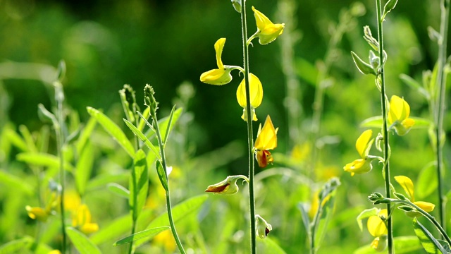 野花视频素材