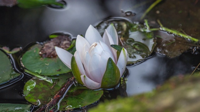 睡莲花合拢在池塘里视频素材