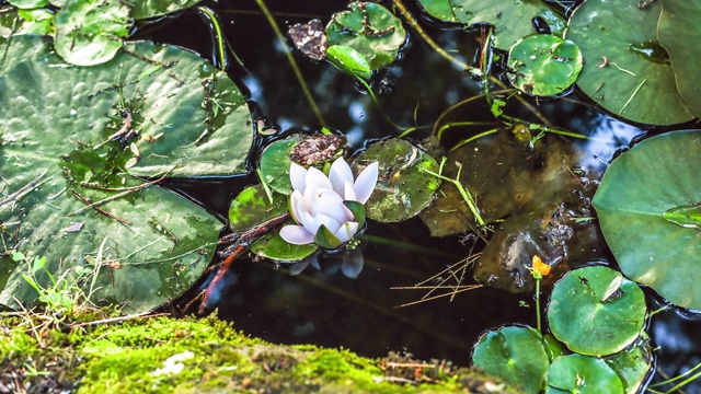 睡莲花合拢在池塘里视频素材