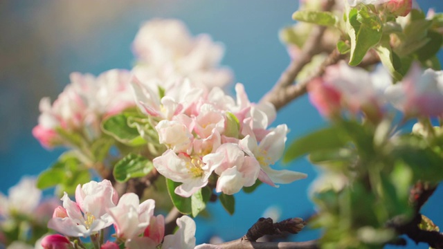 美丽的春天苹果树花开花了视频素材