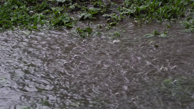 春天下起了大雨，雨点冒泡地落在地上，地上长满了草，形成水坑。视频素材