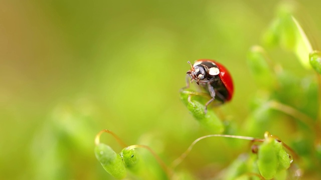 近距离野生动物瓢虫在绿色的草地在森林视频素材