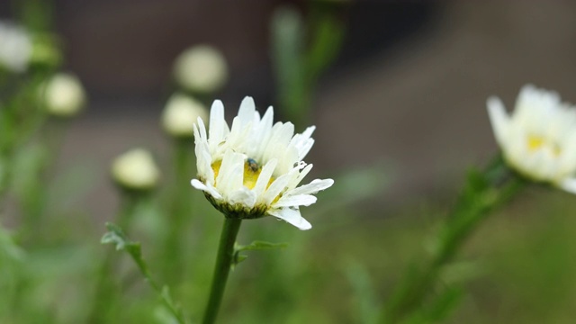 雨点落在美丽的白色花蕾上，洋甘菊带着虫子视频素材