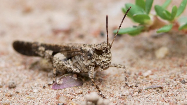 昆虫棕色蟋蟀站在地上的特写。野生动物和自然界昆虫的概念视频素材