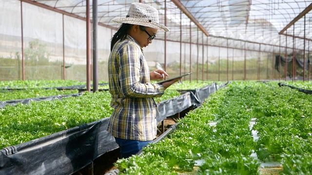 亚洲年轻女性园艺师使用数字平板电脑在温室中种植有机沙拉。技术与农业的概念。视频素材