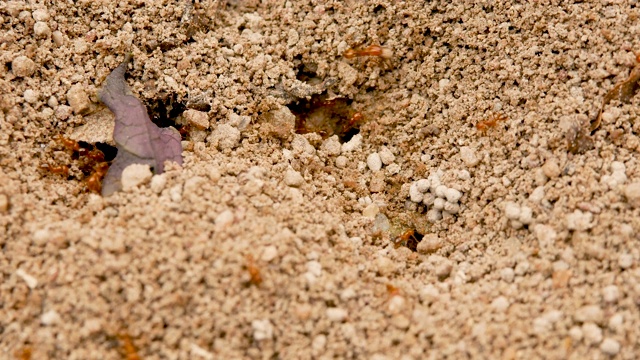 火蚁巢。蚁群概念在昆虫生活的世界里。视频素材
