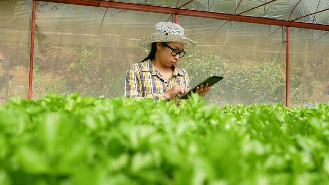 亚洲年轻女性园艺师使用数字平板电脑在温室中种植有机沙拉。技术与农业的概念。视频素材