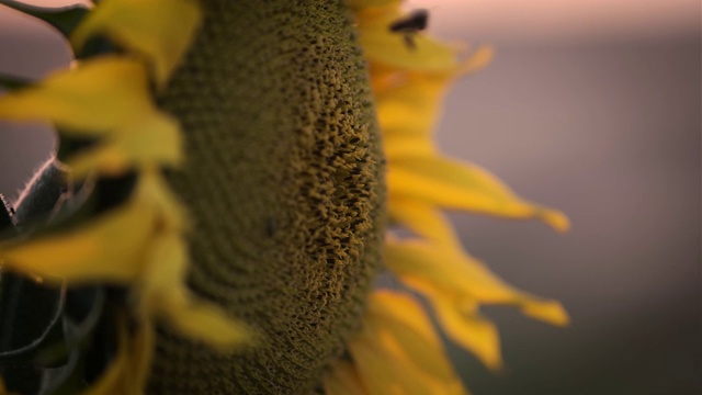 向日葵和蜜蜂在日落视频素材